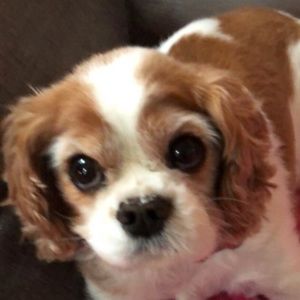 Meet your Posher, Lisa